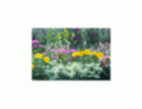 Flower Bed Blurry Background ALT2025